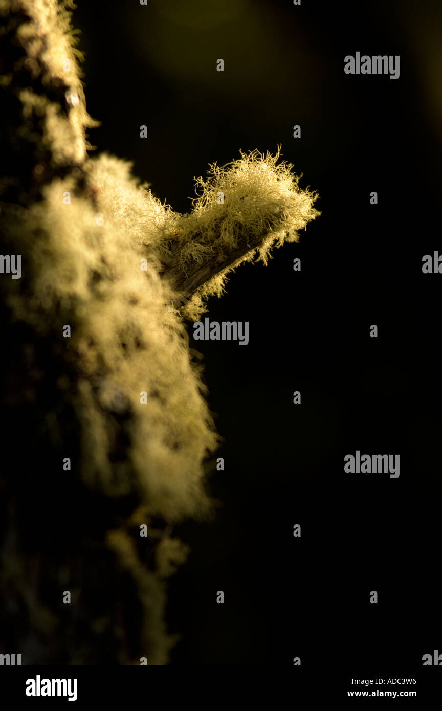 Old Man's Beard, Beard Lichen, or Treemoss, Usnea, Patagonia Stock Photo