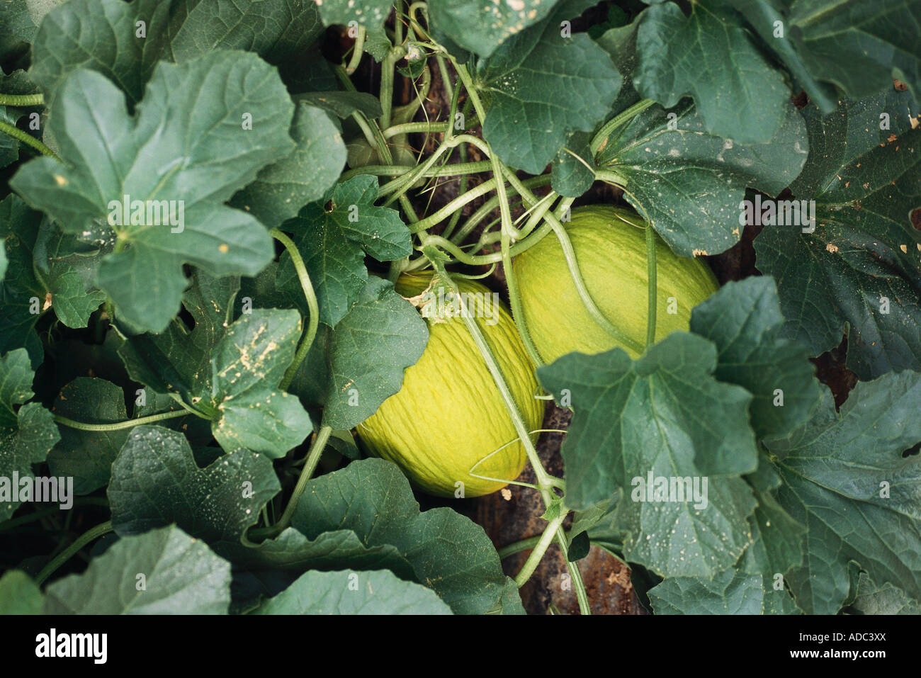 Melons growing in garden, closeup Stock Photo Alamy