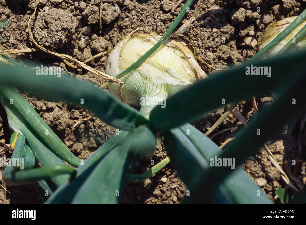 Onion growing in garden, high angle view Stock Photo