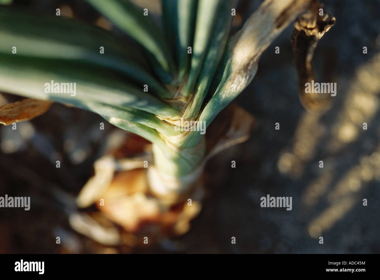 Onion stalks and stems hi-res stock photography and images - Alamy