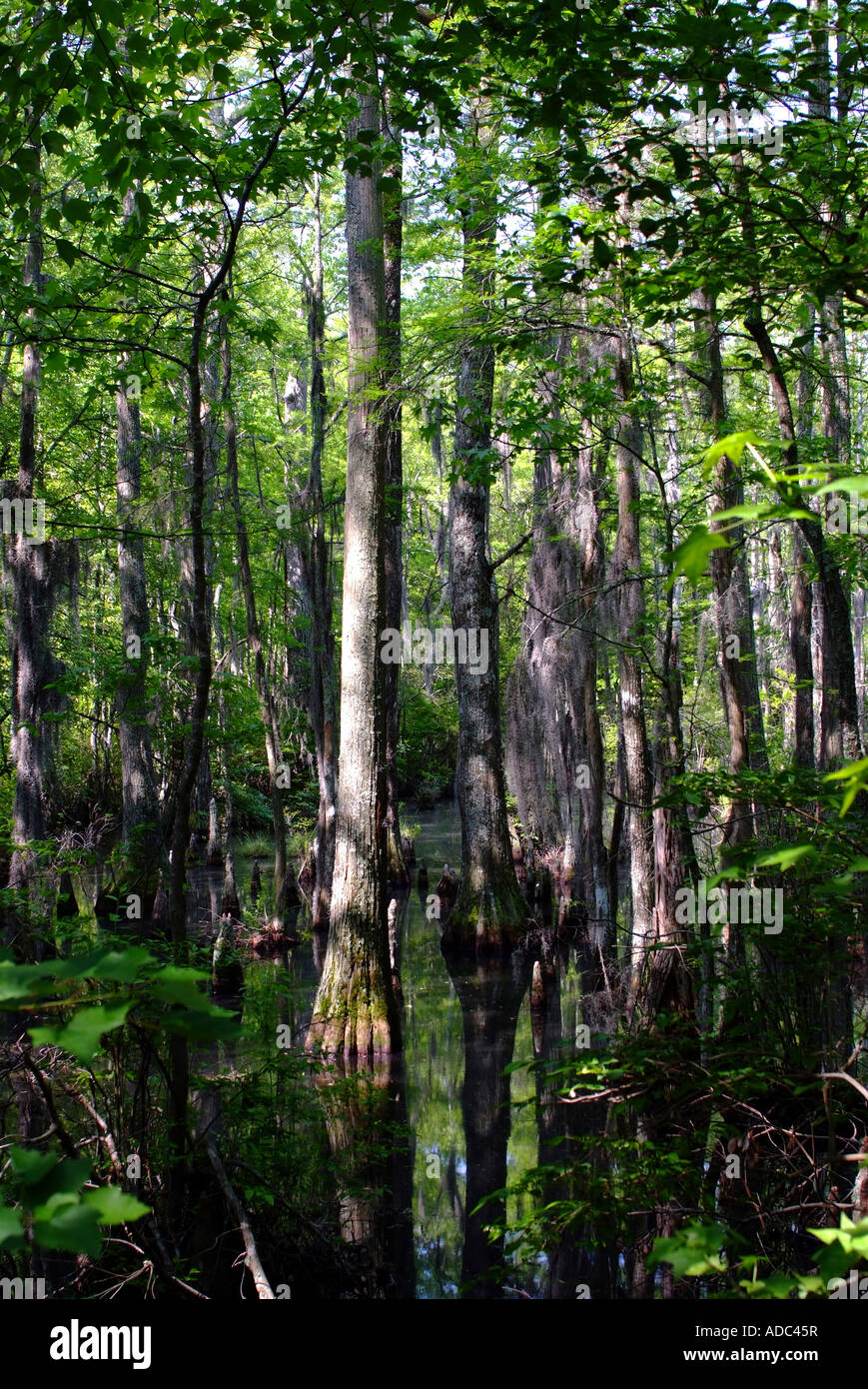 A Stand of Bald Cypress Trees in Swampland at First Landing State Park Virginia United States America Stock Photo