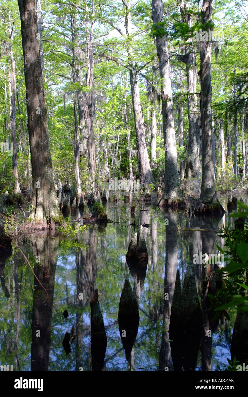 A Stand of Bald Cypress Trees in Swampland at First Landing State Park Virginia United States America Stock Photo