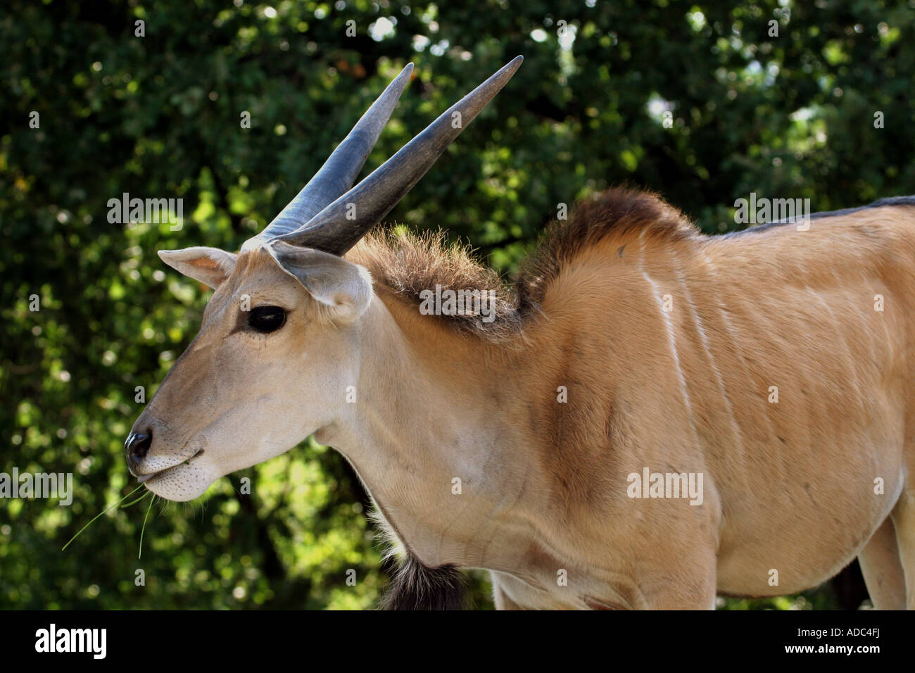 Antilope Alcina. Stock Photo