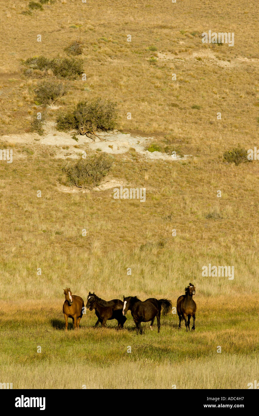 Horses in the Wild Steppe, Santa Cruz, Patagonia, Argentina Stock Photo
