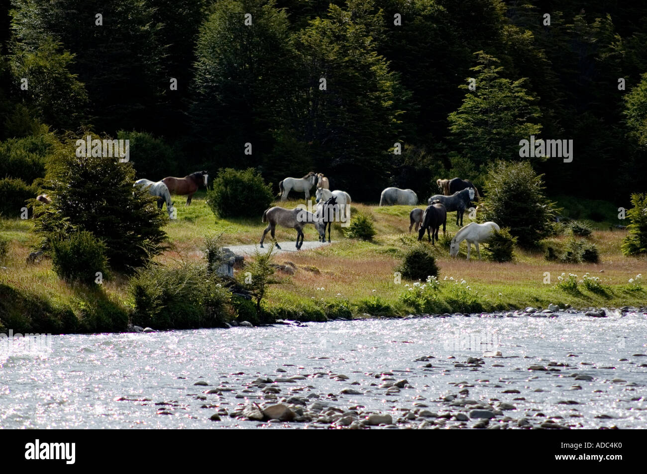 Rio Pipo and Horses, Tierra del Fuego, Patagonia, Argentina Stock Photo