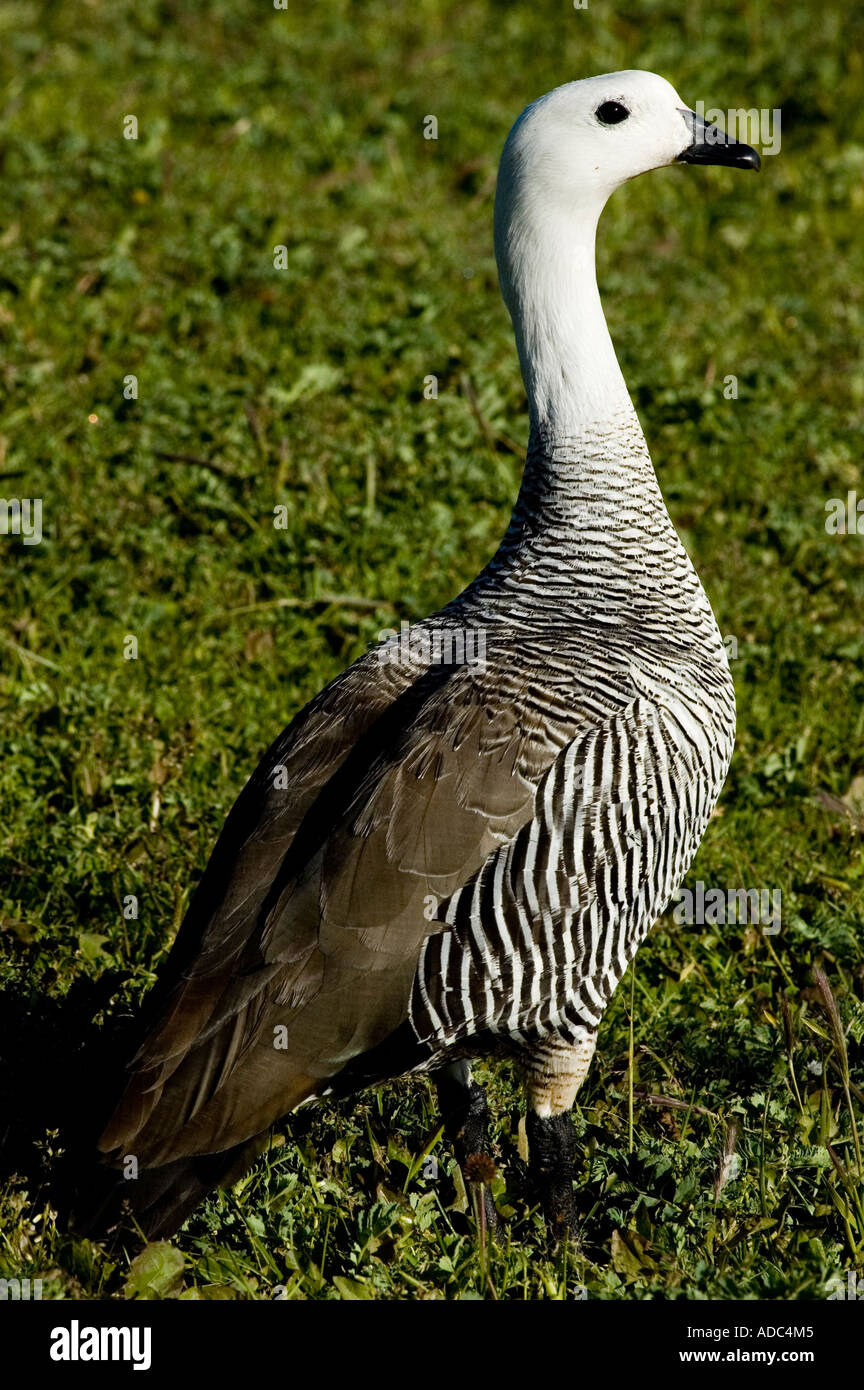Male Cauquen Caiquen Chloephaga Picta In Tierra Del Fuego male-cauquen-caiquen-chloephaga-picta-in-tierra-del-fuego