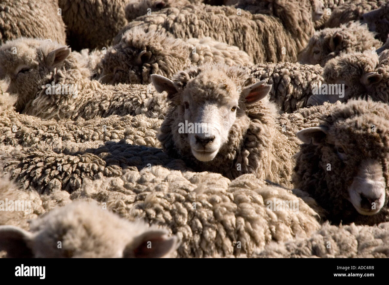 Sheep Shearing in Estancia Maria Behety near Rio Grande, Isla Grande de ...