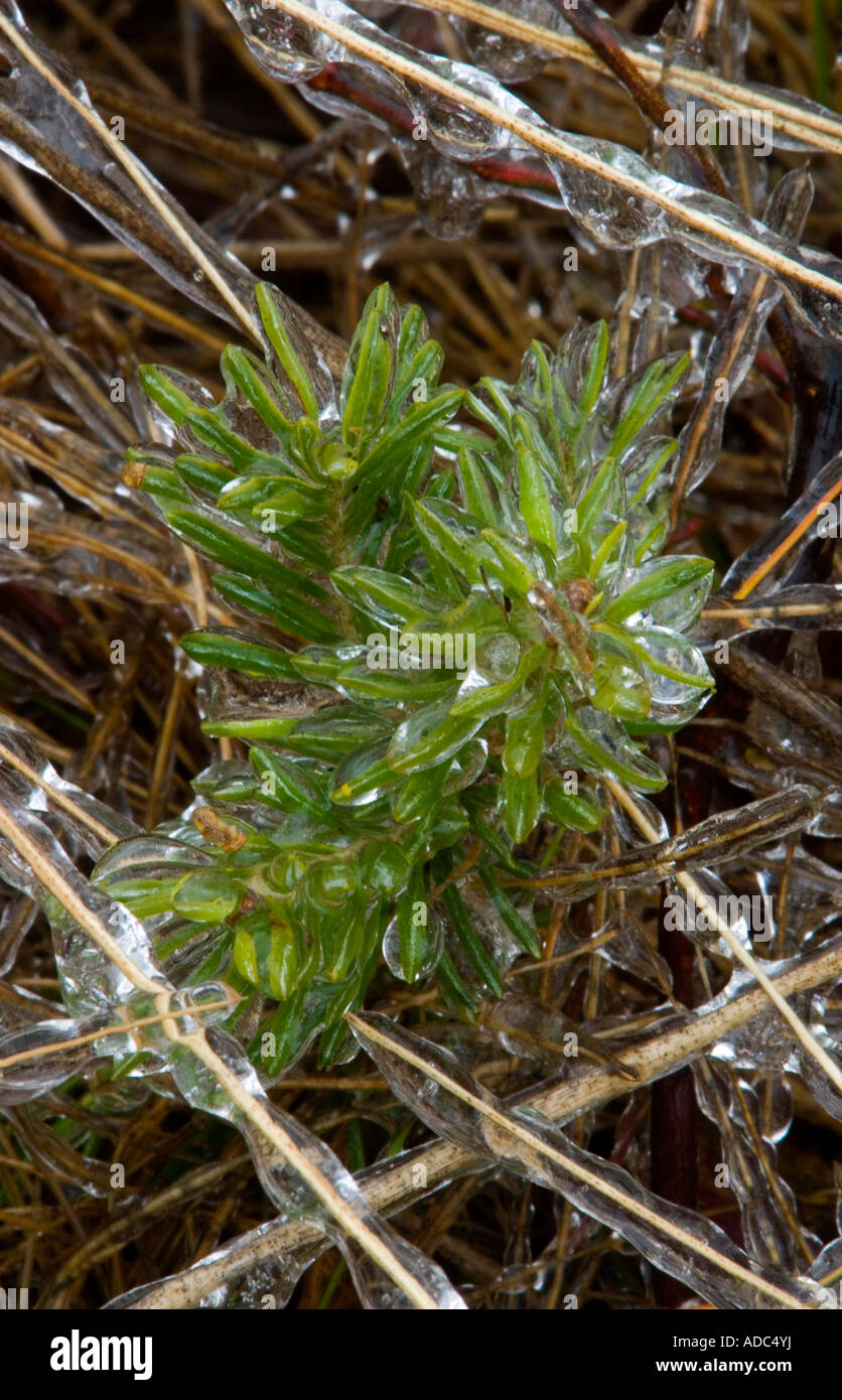 White spruce (Picea glauca) seedling with a coating of freezing rain ice, Greater Sudbury, Ontario, Canada Stock Photo