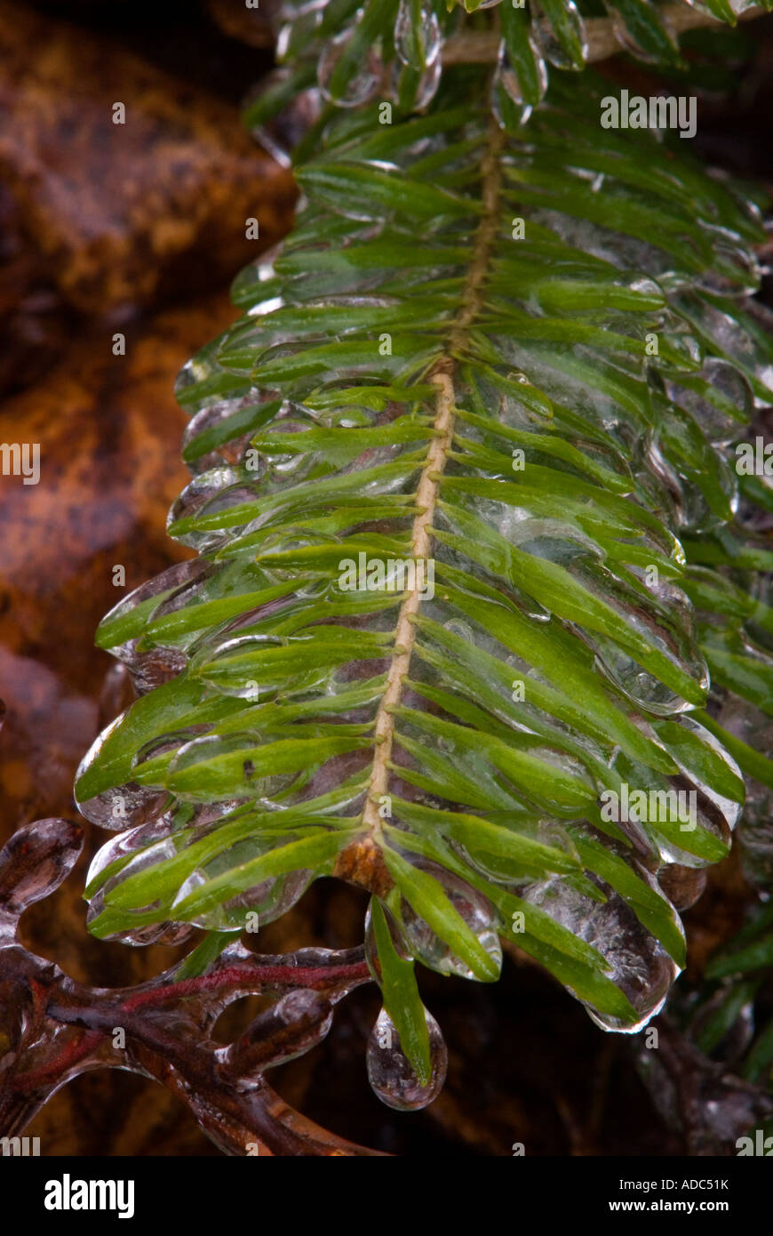 Balsam fir (Abies balsamea) seedling with a coating of freezing rain