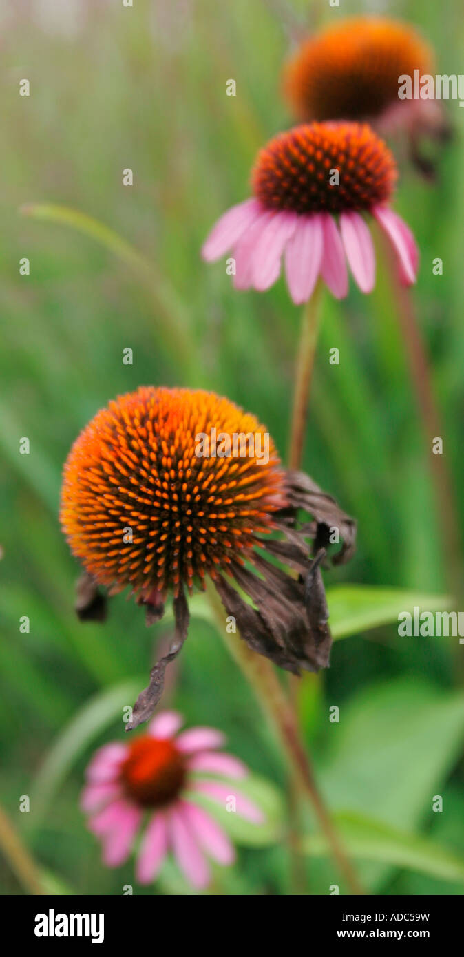 Flowers in garden Stock Photo - Alamy
