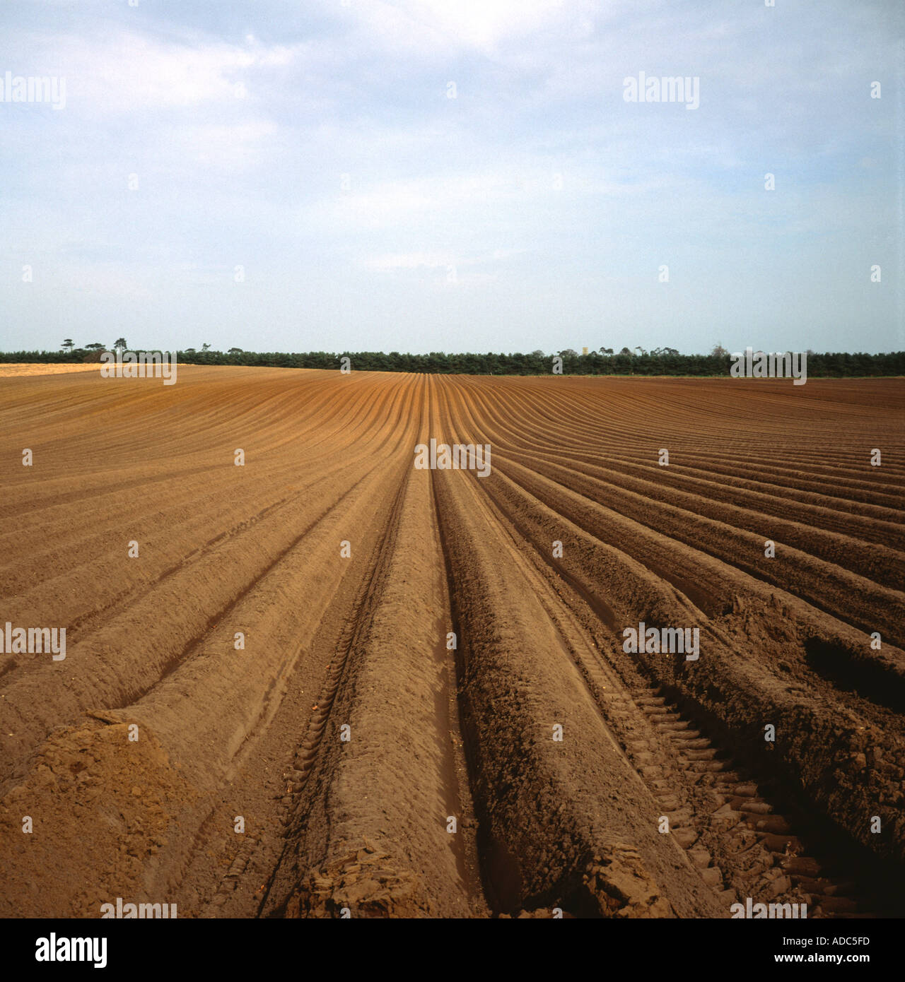 Furrows in aploughed field Suffolk sandlings England Stock Photo