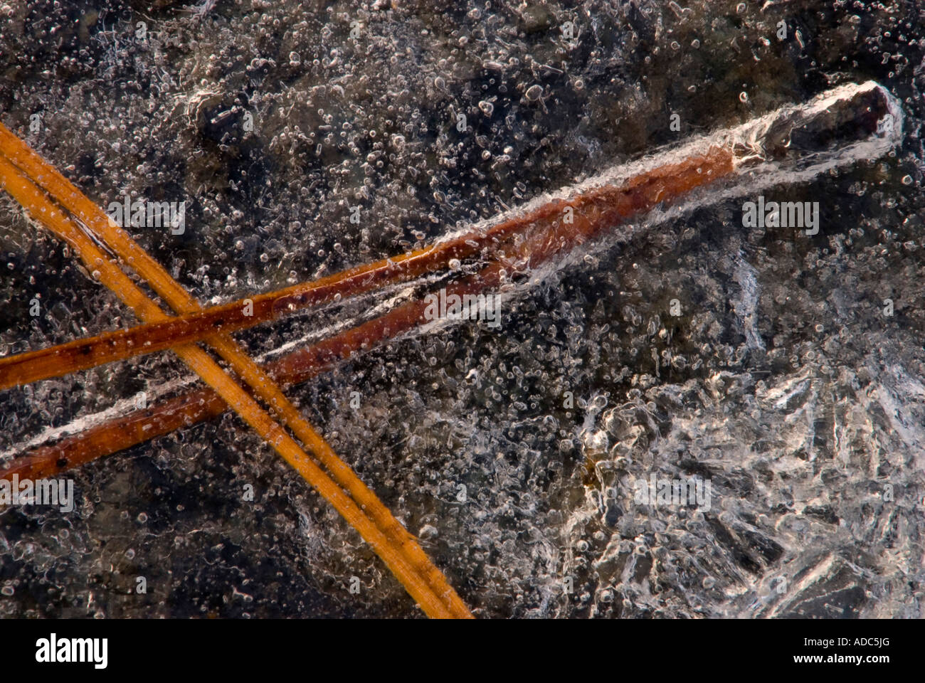 Red pine (Pinus resinosa) needles trapped in ice, Greater Sudbury, Ontario, Canada Stock Photo
