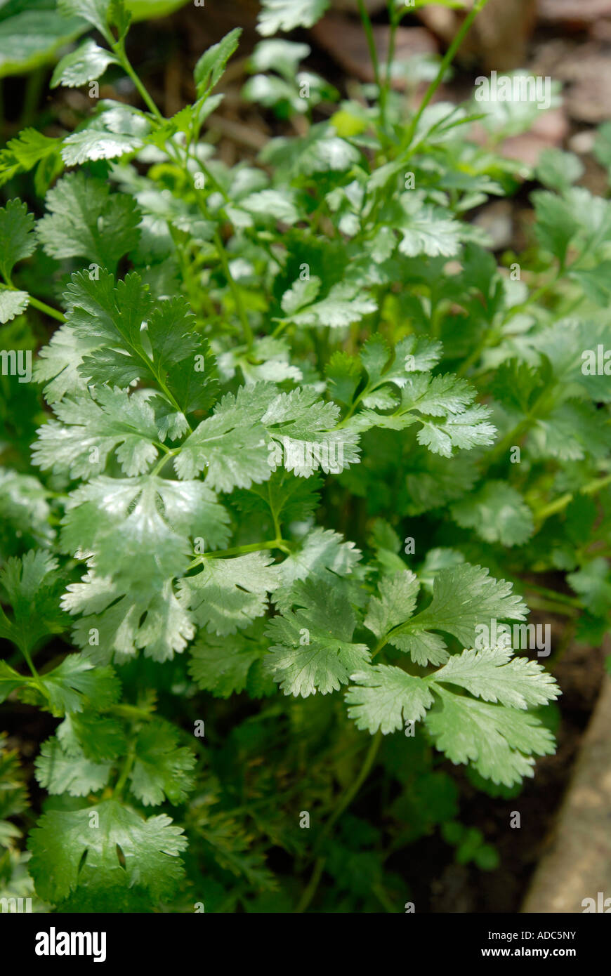 Coriander leaves plants growing Stock Photo Alamy