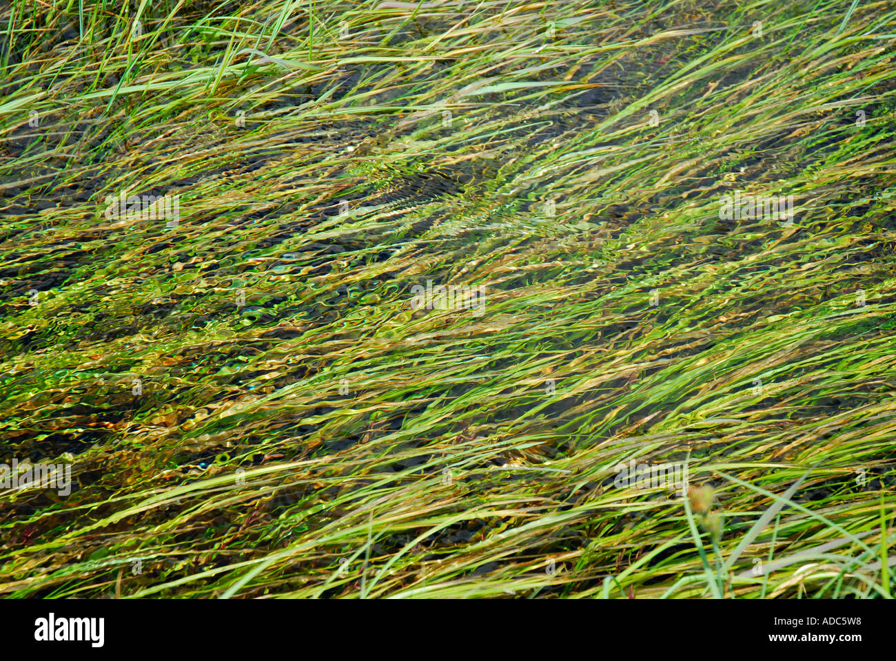 Ripple flowing water surface clear transparent covered flood hi-res ...
