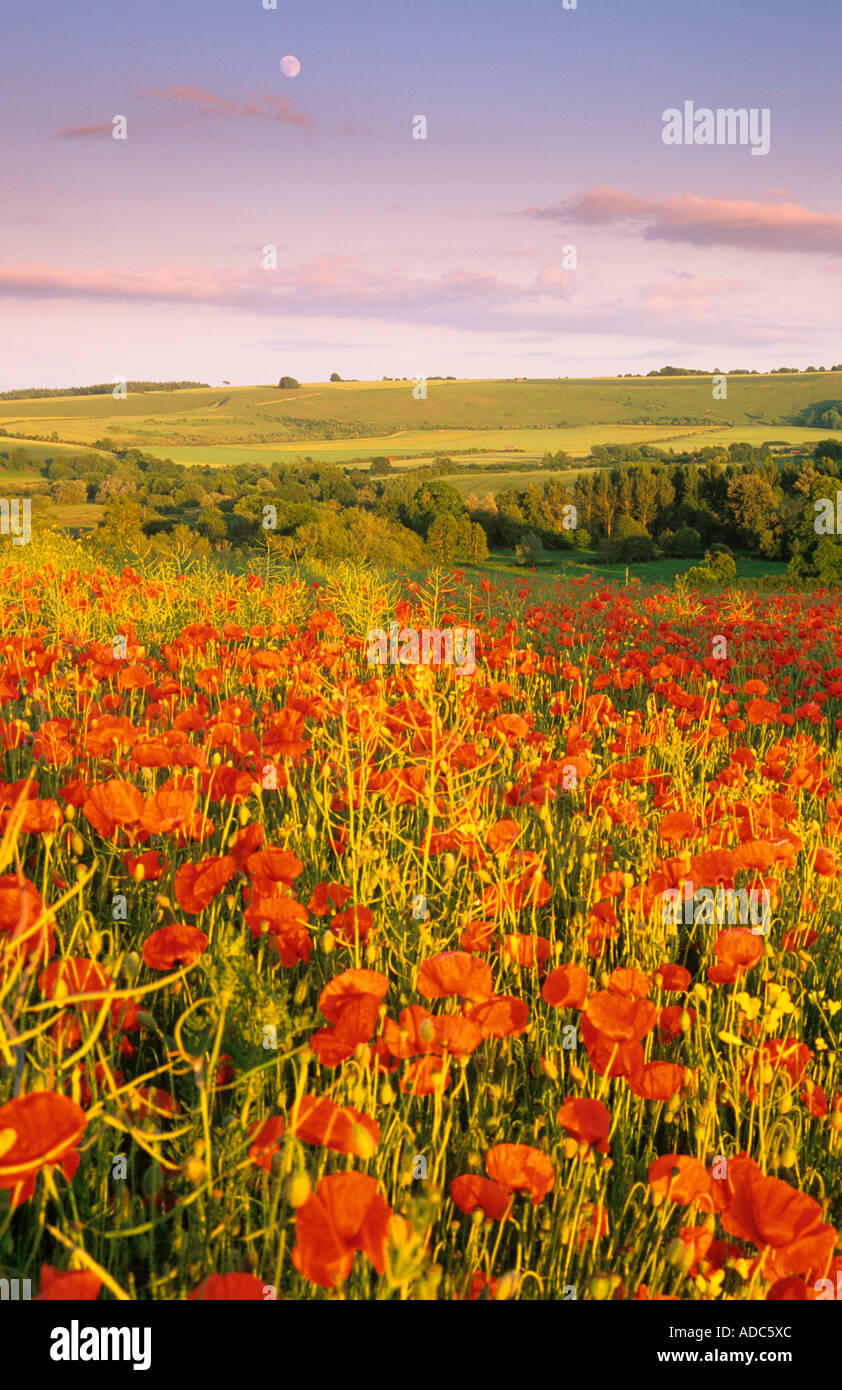poppie / poppy fields at barford st martin, wiltshire during summer evening england uk Stock Photo
