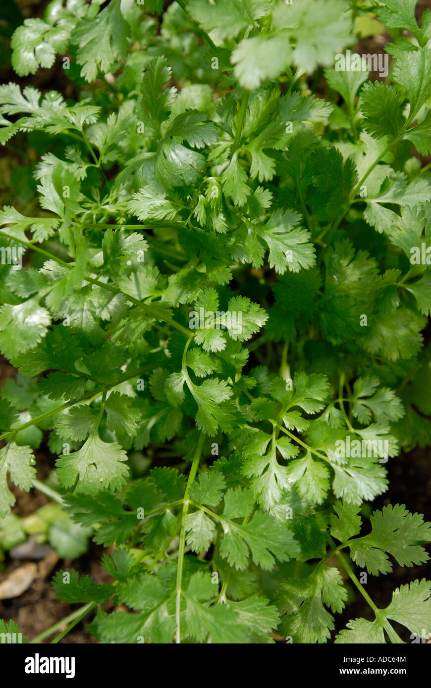 Coriander leaves plants growing Stock Photo Alamy