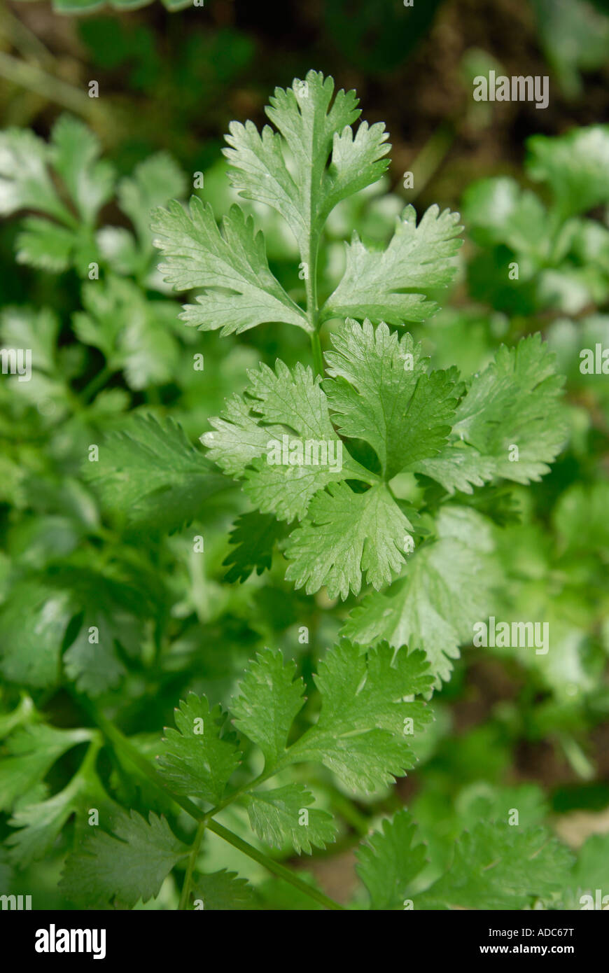 Coriander leaves plants growing Stock Photo Alamy