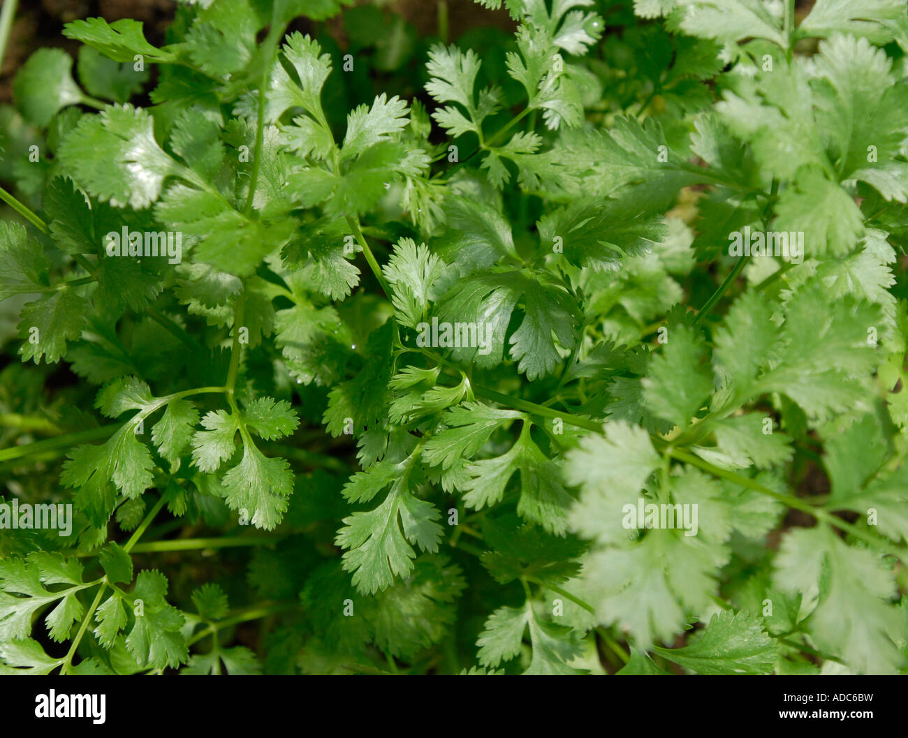 Coriander leaves plants growing Stock Photo Alamy