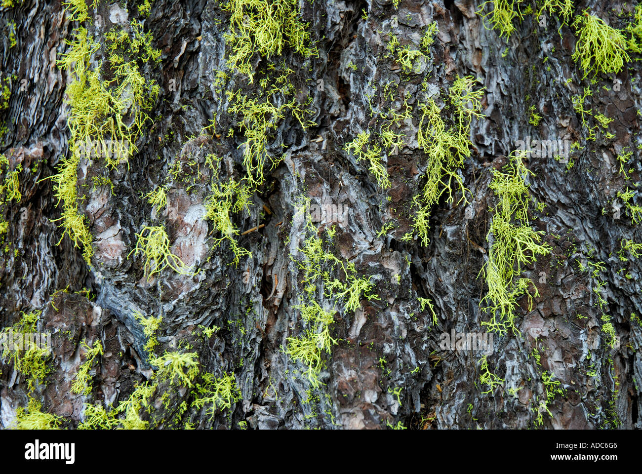 "Moss on pine bark" Stock Photo