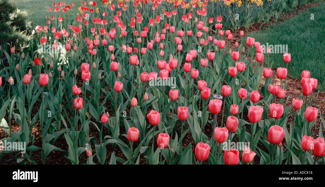 Tulips blooming in a private garden Stock Photo