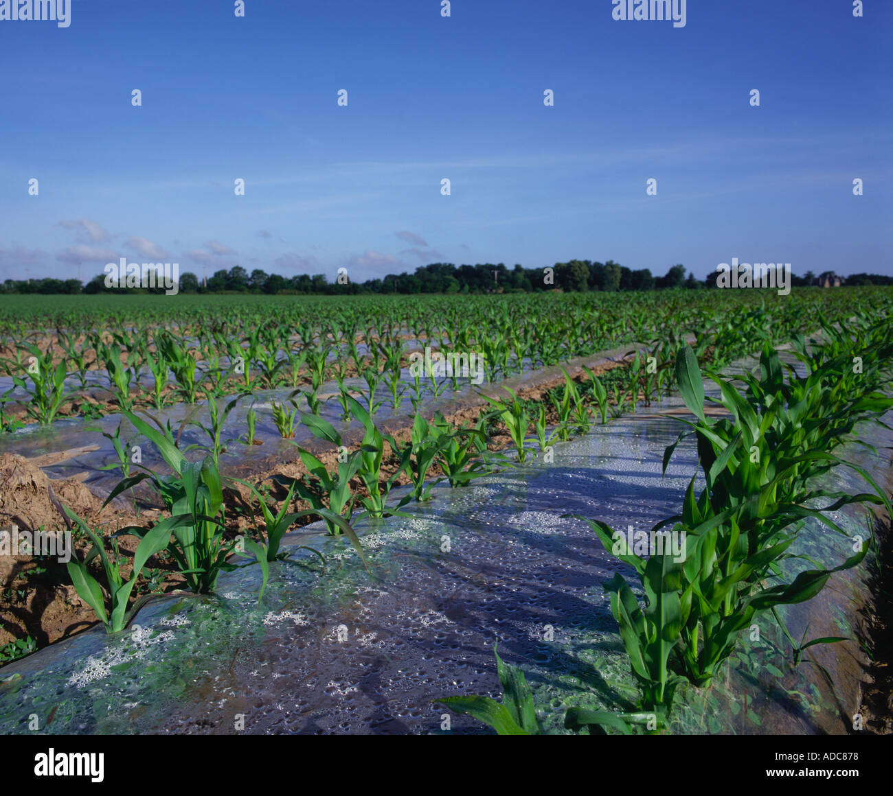 Maize growing under plastic Brittany France Stock Photo Alamy