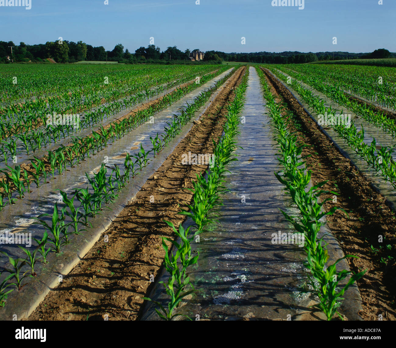 Maize growing under plastic Brittany France Stock Photo Alamy