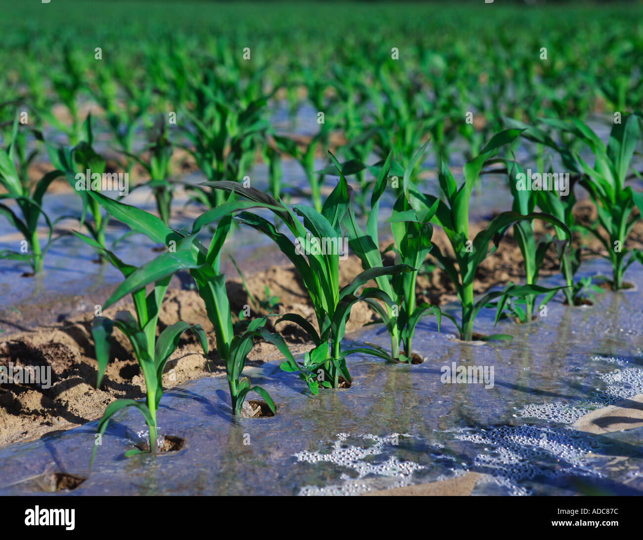 Maize growing under plastic Brittany France Stock Photo Alamy