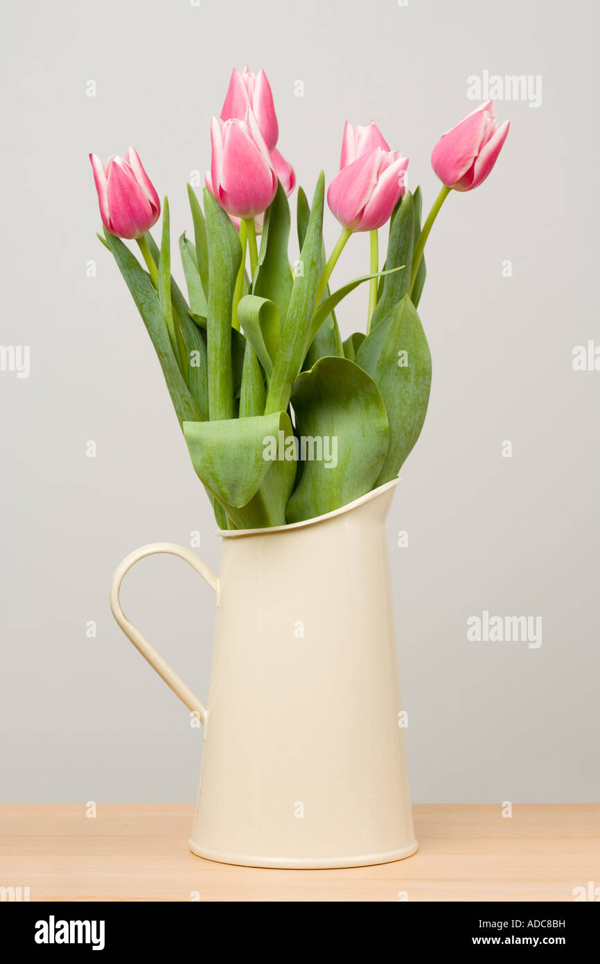 Pink tulips in a jug Stock Photo - Alamy