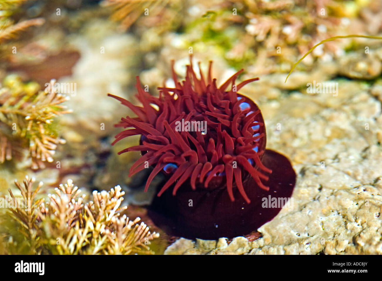Actinia equina, beadlet anemone in a Cornish rockpool Stock Photo