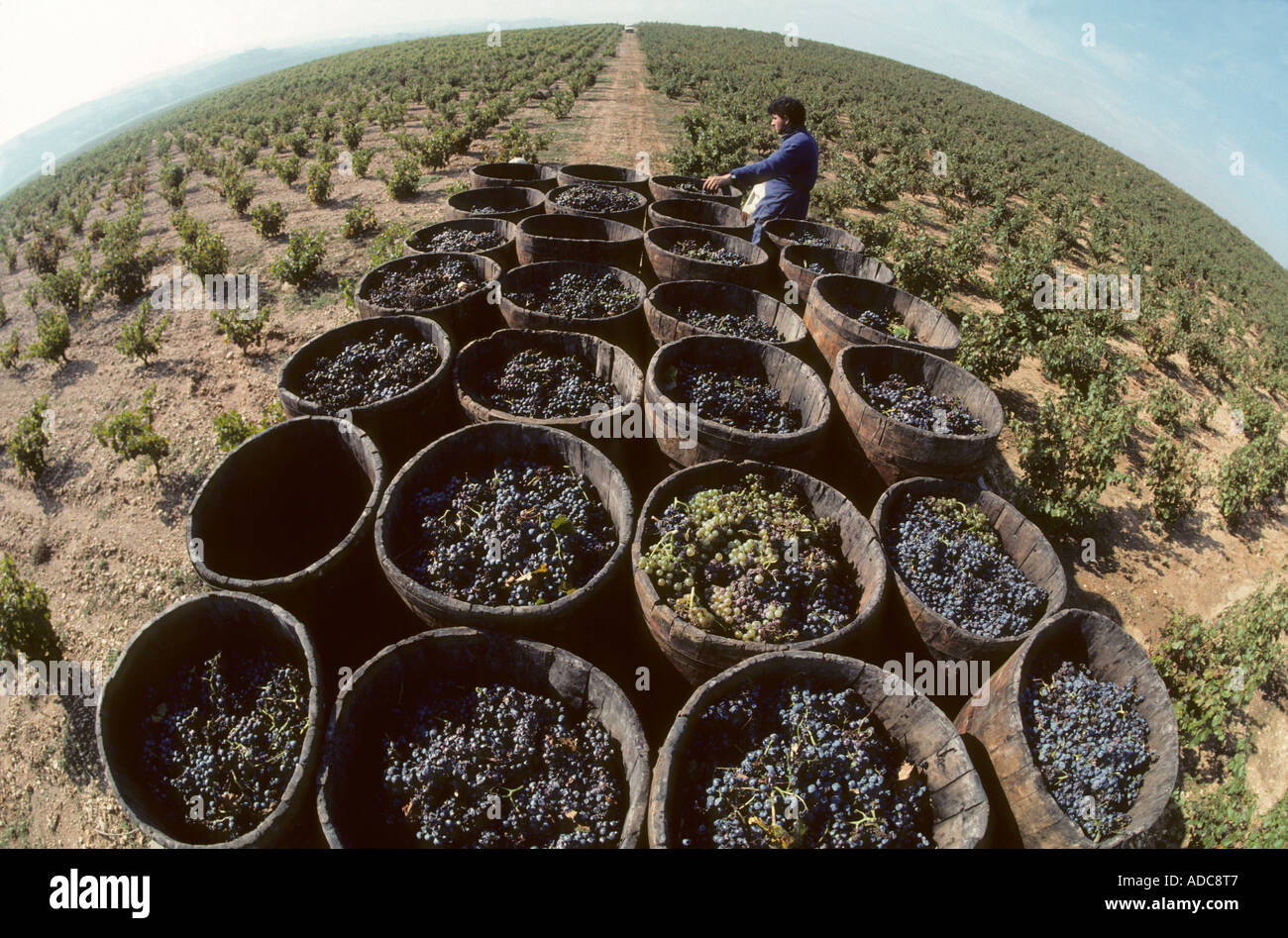 Grapes being sorted and crushed in a winery