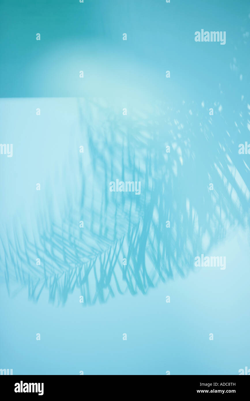 Silhouettes palm trees reflected hi-res stock photography and images ...