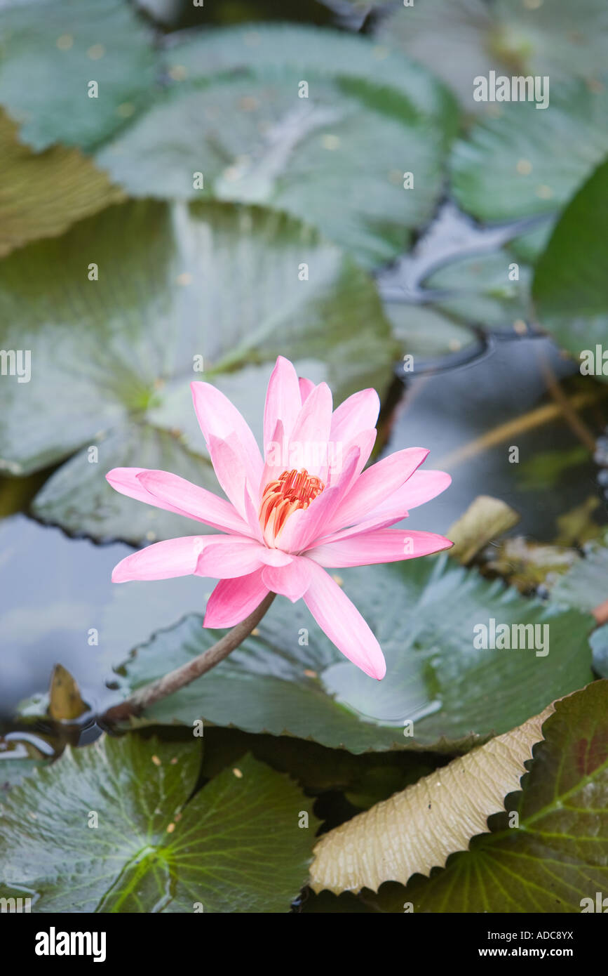 Water lilies hires stock photography and images Alamy