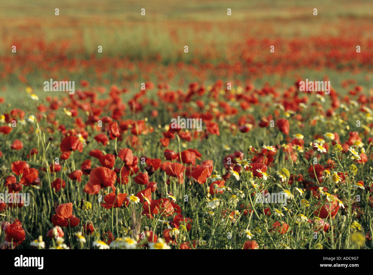 Blossom poppy flower field hi-res stock photography and images - Alamy