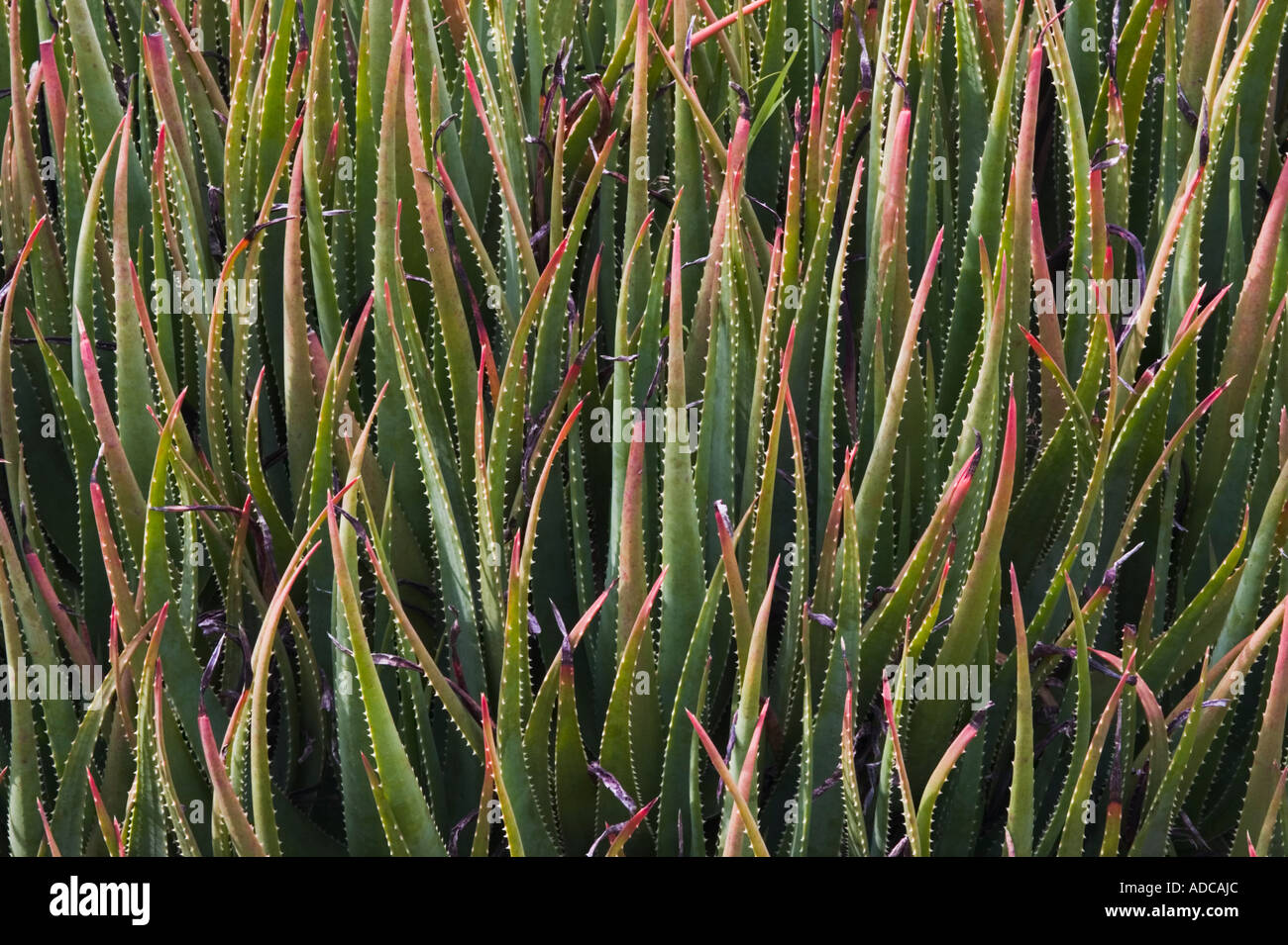 Aloe plants at the San Francisco Botanical Gardens, Strybing Arboretum