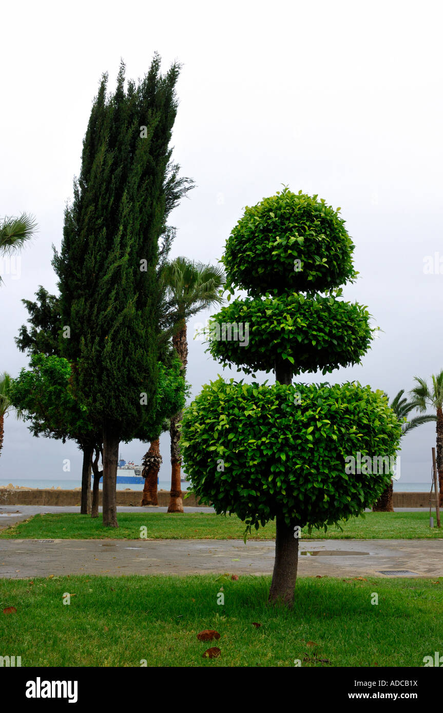 Trees in a park of Limassol city in Cyprus Stock Photo - Alamy
