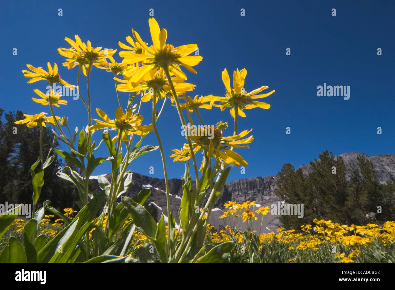 Field of orange sneezeweed (Dugaldia hoopesii) wildflowers in bloom at Leavitt Lake Toiyabe National Forest California USA Stock Photo