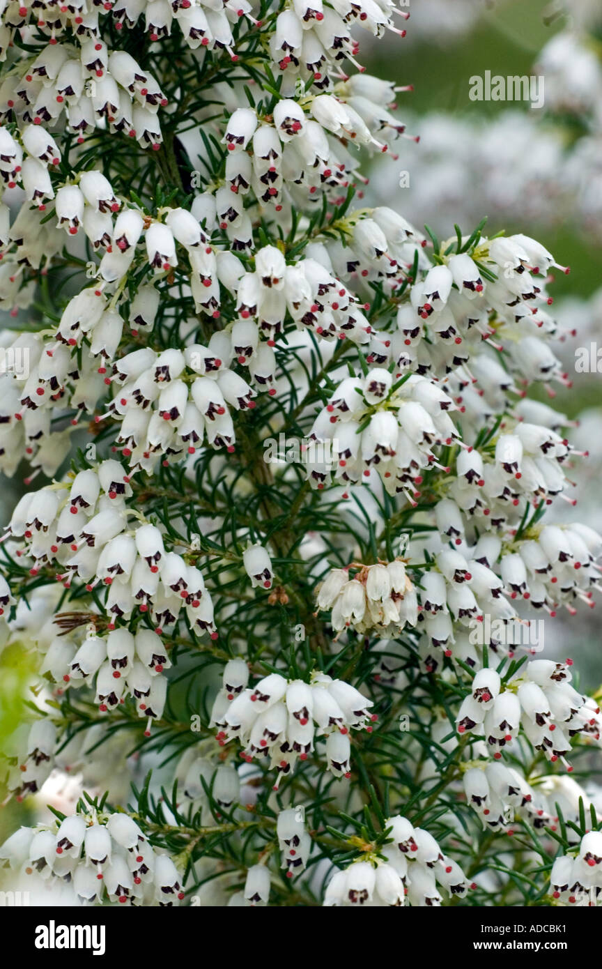 Close up of a cluster of flowers of white heather Erica arborea alpine Stock Photo