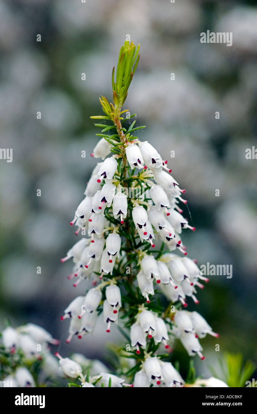 Close up of cluster of white heather flowers Erica arborea alpine Stock Photo