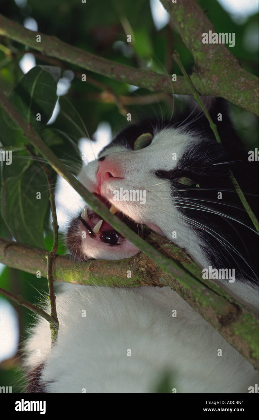 Detail of a black and white cat chewing a tree branch Stock Photo