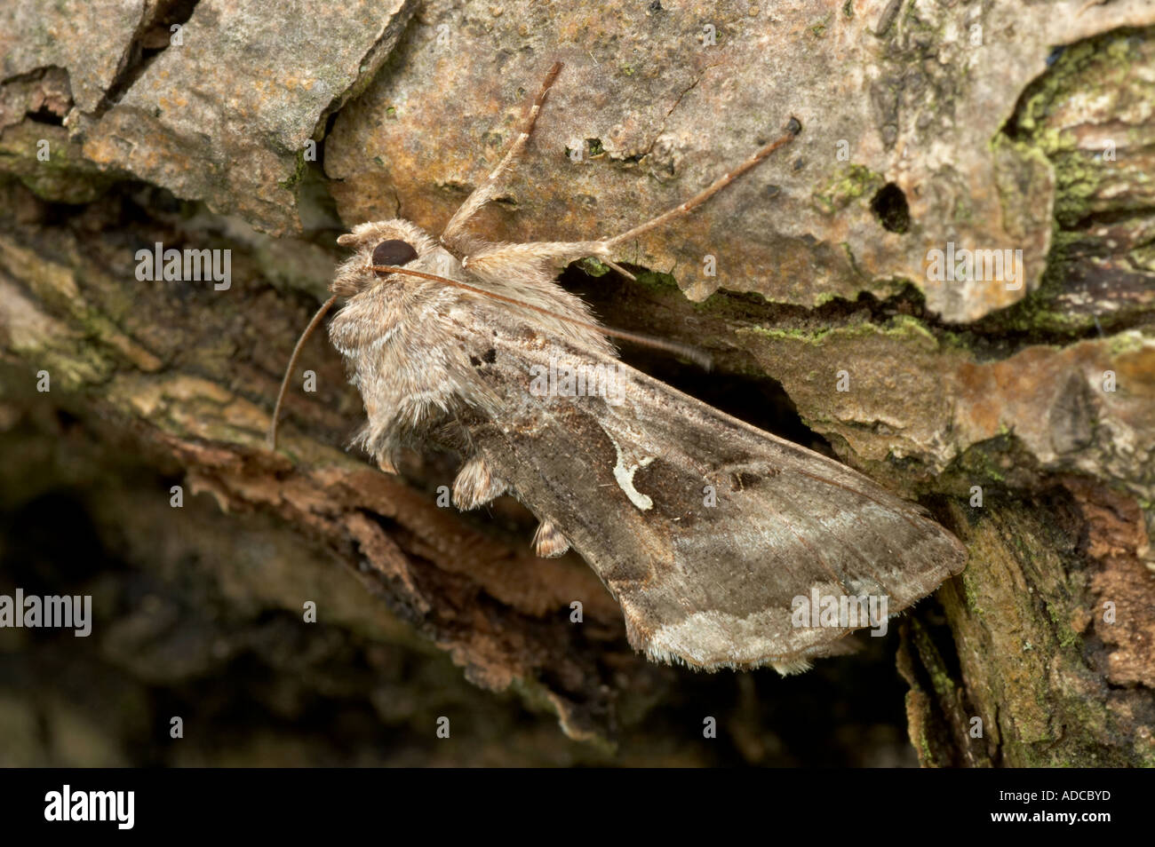 Silver Y - Autographa gamma Stock Photo