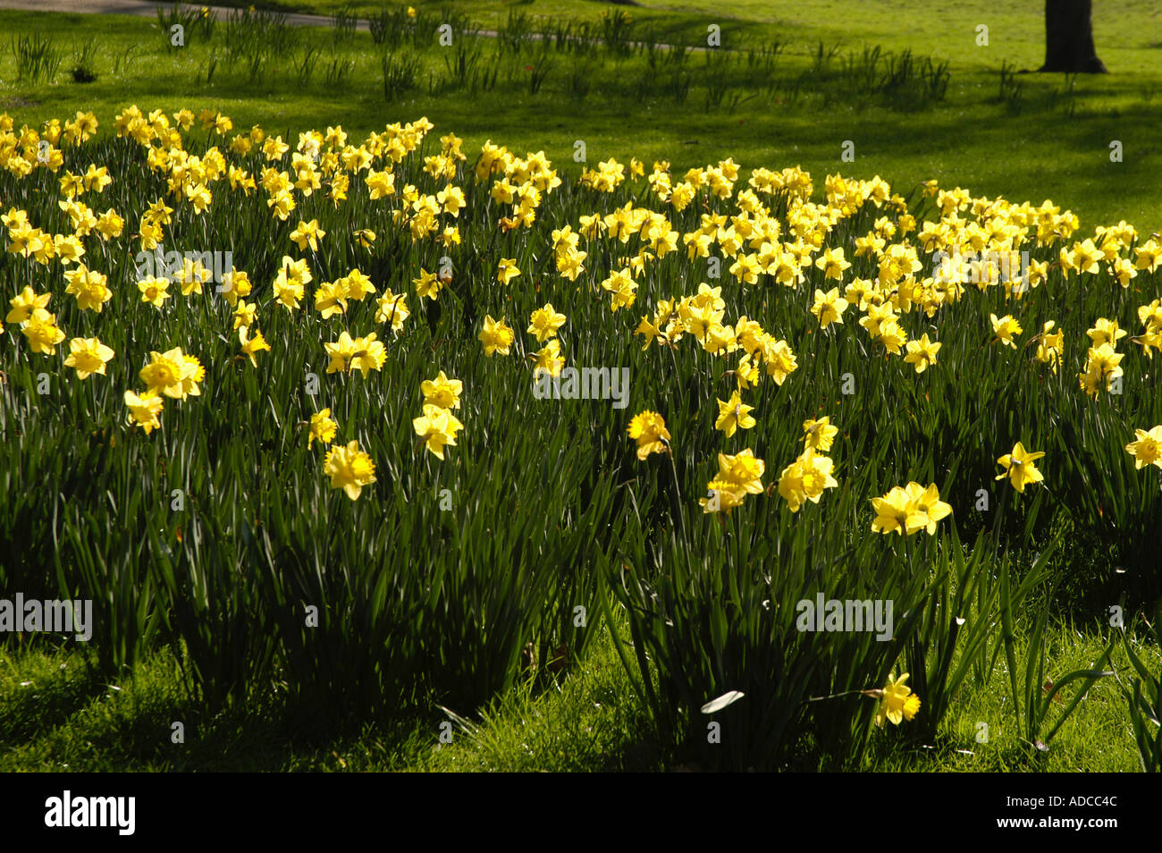 Daffodils in St James's Park, London, England, UK Stock Photo Alamy