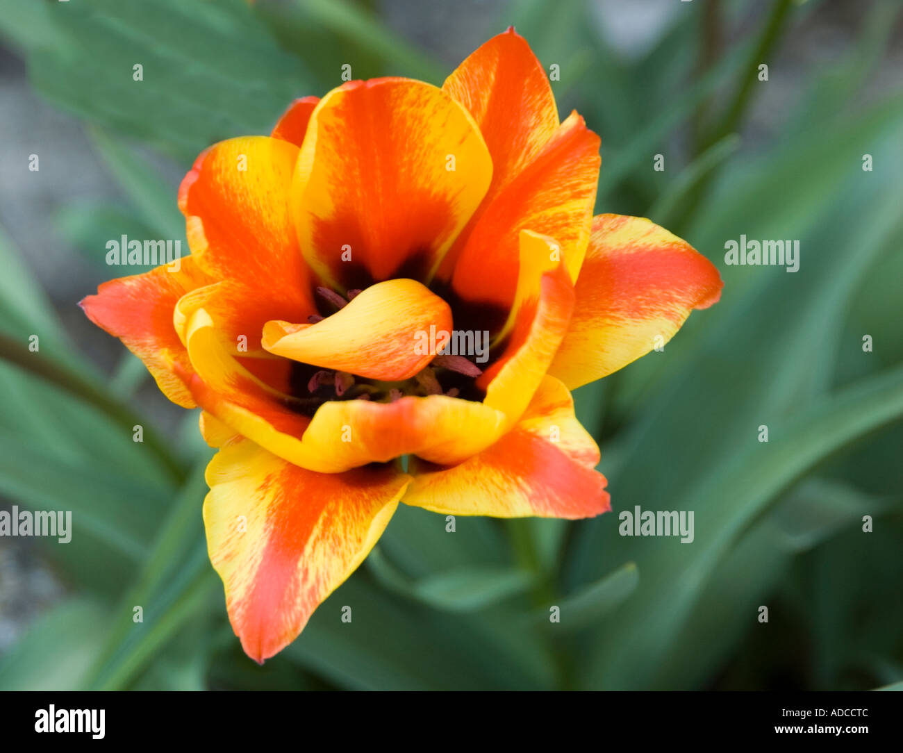 Single Tulip flower head red and yellow variegated Stock Photo
