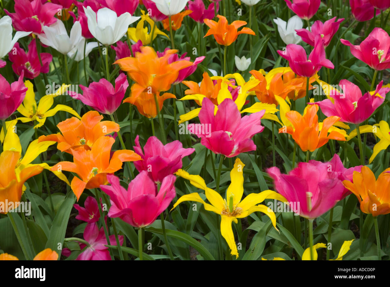 Spring Tulips and Flowers in Keukenhof, Amsterdam, Holland Stock Photo