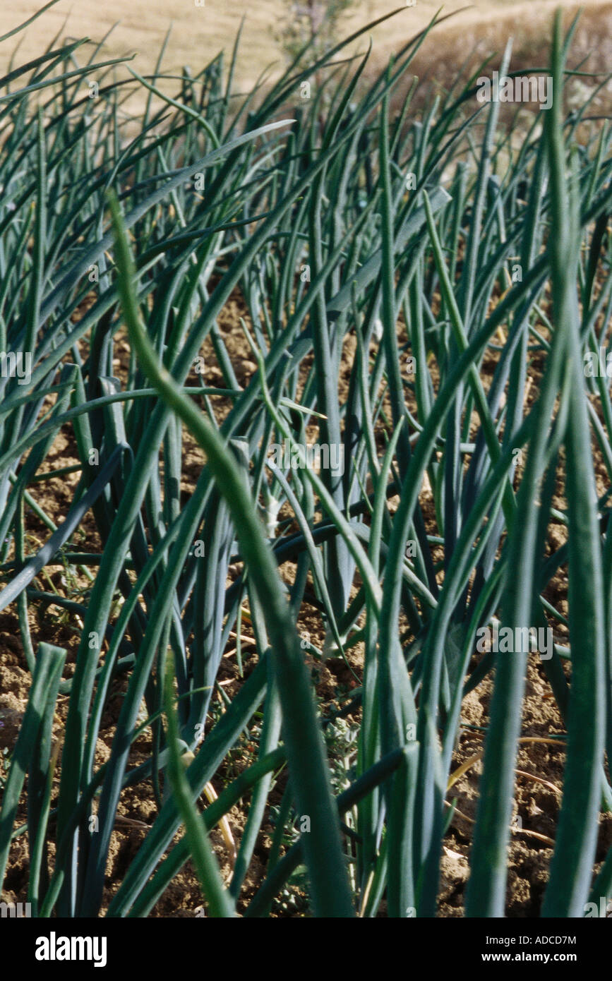 Onions growing in field, close-up Stock Photo