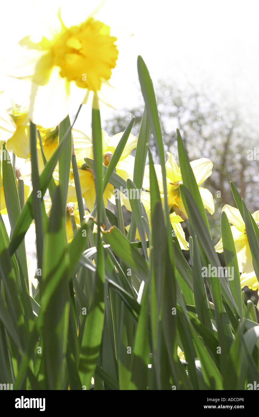 portrait image of daffodils shot close up with bright spring sunshine Stock Photo