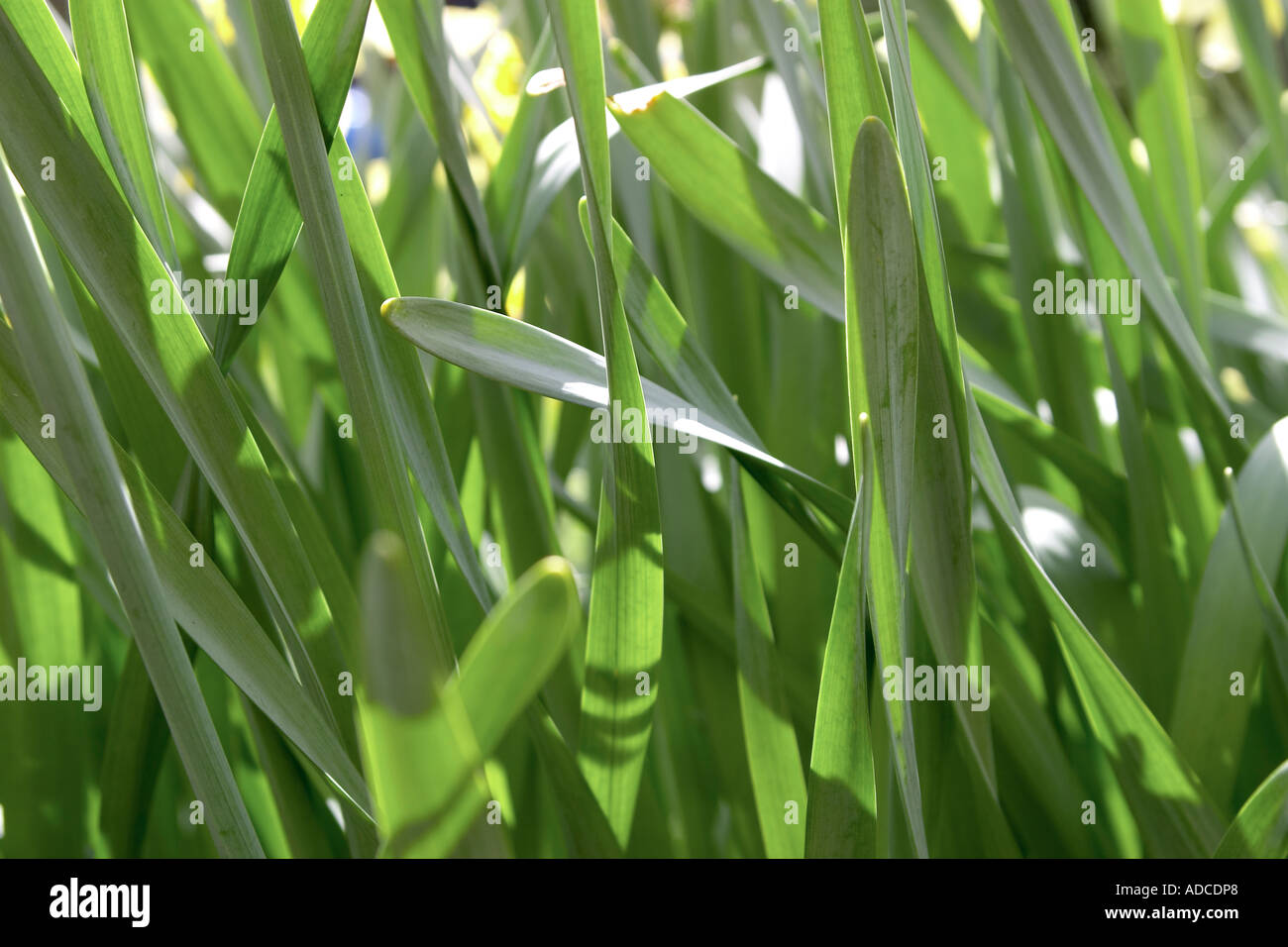 Landscape image of daffodil leaves shot close up with bright spring sunshine Stock Photo