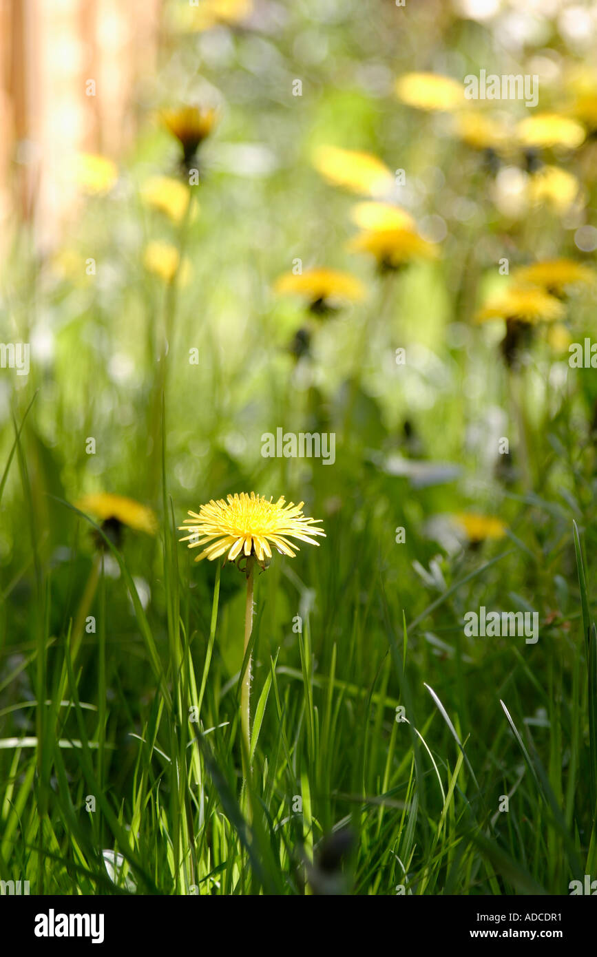 portrait shot of dandelions growing in abundance in meadow setting with strong sunlight Stock Photo