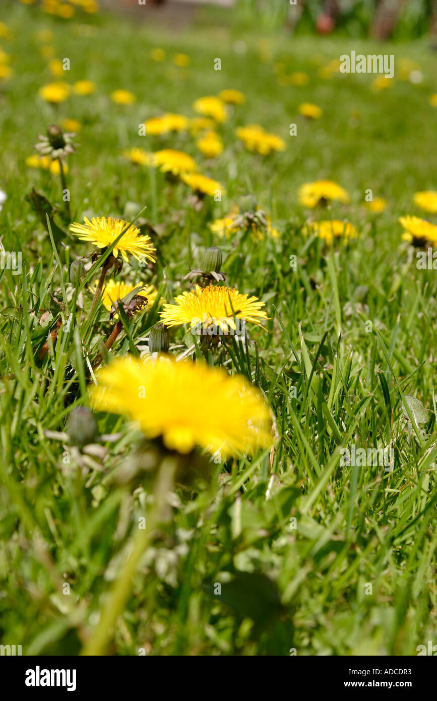 portrait shot of dandelions on grass lawn in abundance Stock Photo