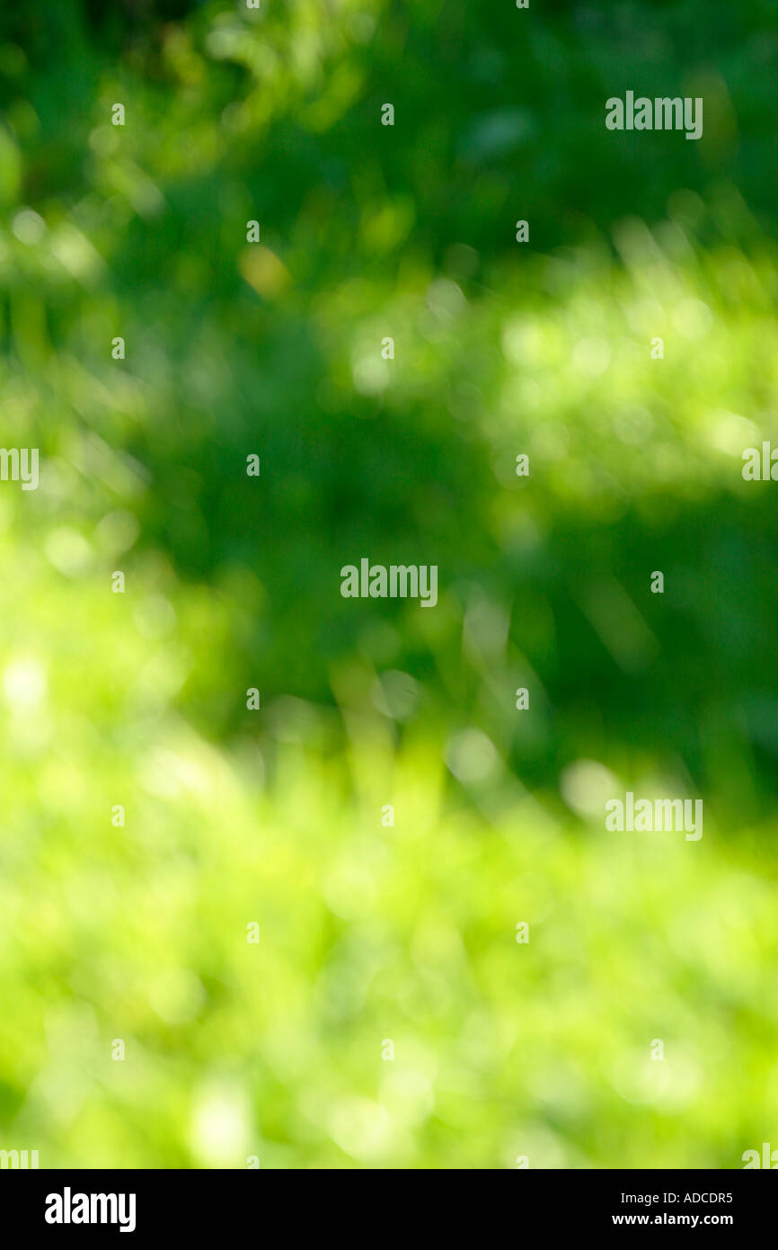 Green grass shot out of focus showing strong sunlight to create a general purpose background Stock Photo