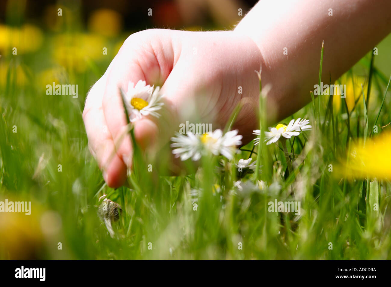 landscape image of a child's hand picking a daisy from a grass lawn on a sunny day Stock Photo